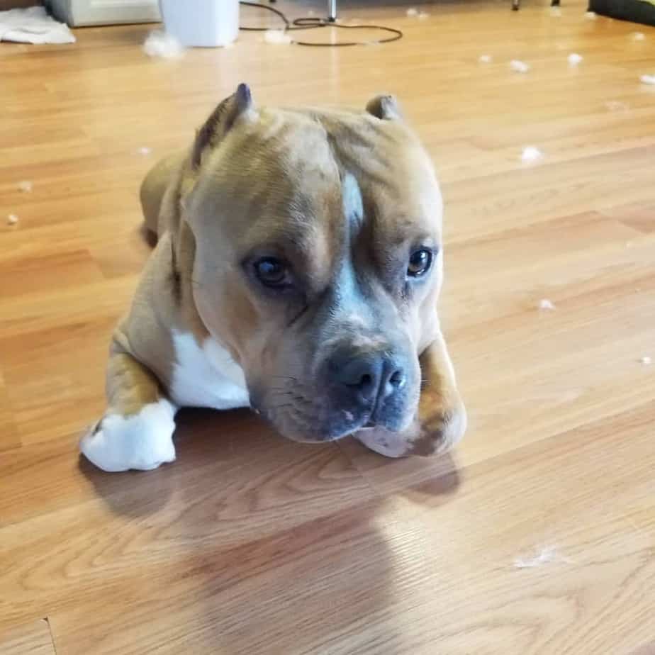 Pitbull mixed with bulldog