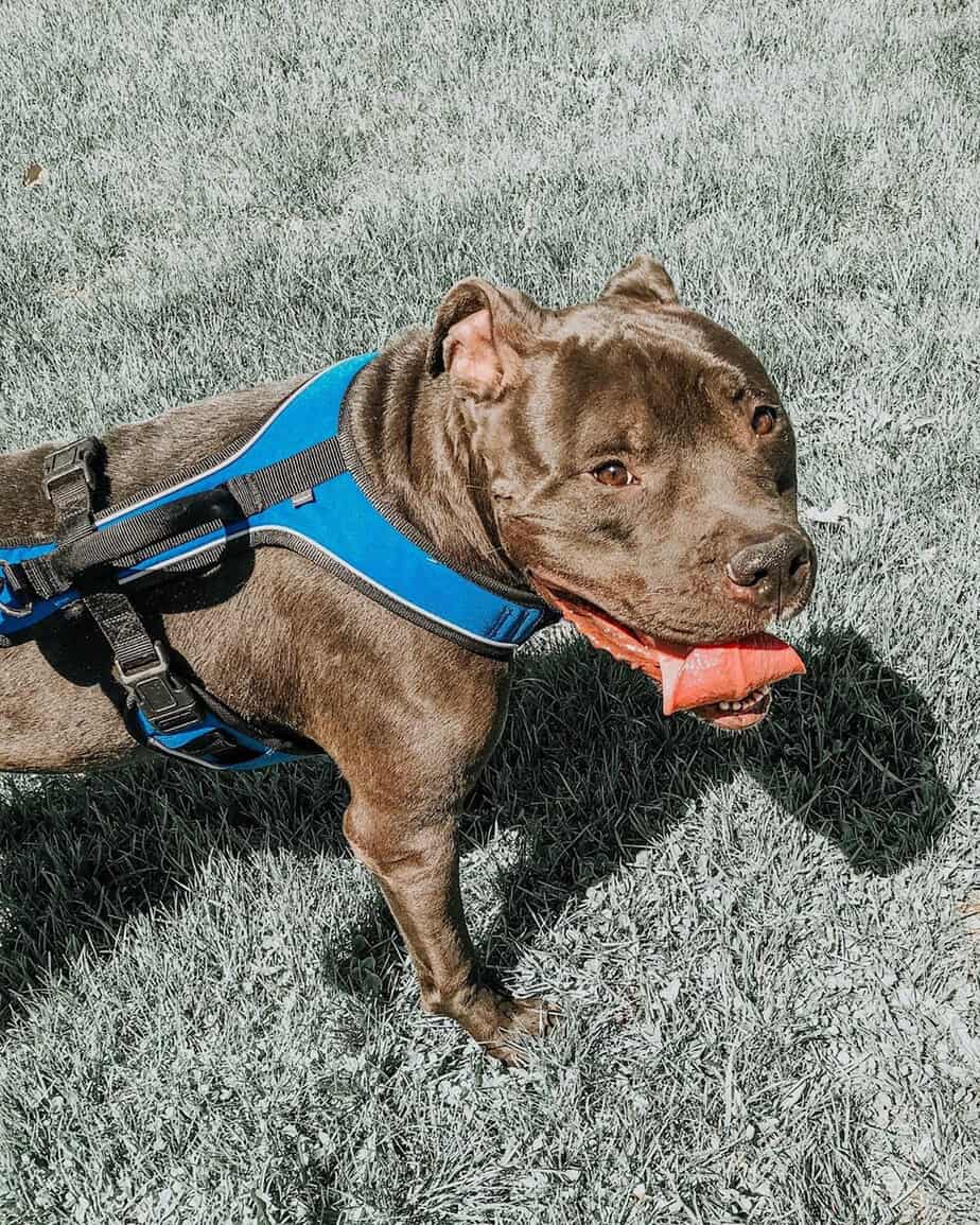 Pitbull bulldog mix