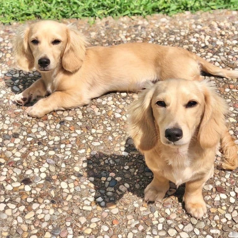 English cream dachshund: a posh english gentleman