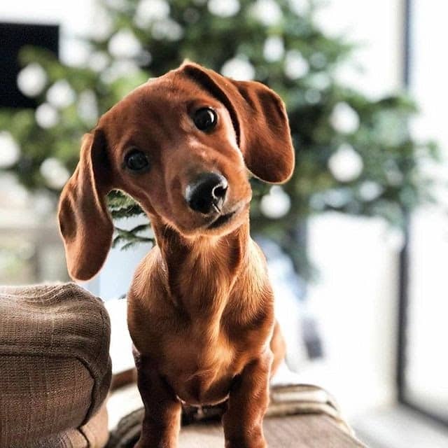 The best dachshund ramp: a dog owner's guide