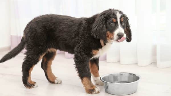 Best dog food for small dogs 101