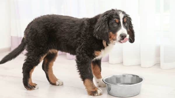 Best Dog Food For Small Dogs 101