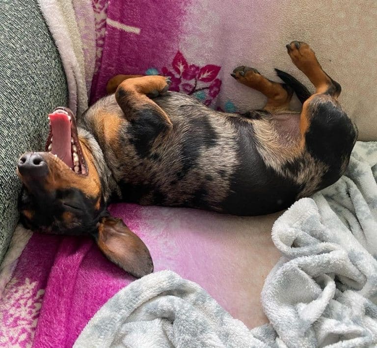 Dachshund lifespan: how long do dachshunds live