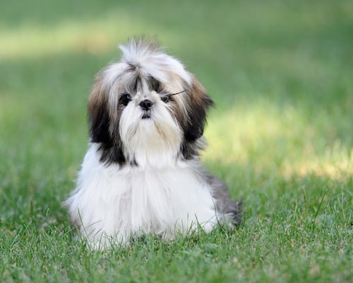 Top 10 Most Popular Breeds Among The Baby Boomer Generation