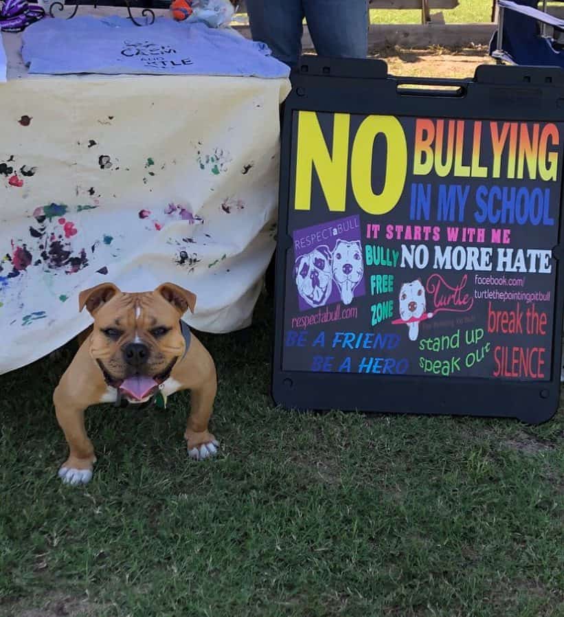 Bulldog combined with pitbul