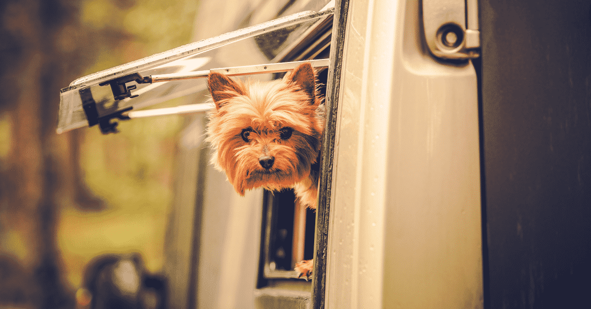 The best dog ramp for rv steps: a buyer's guide