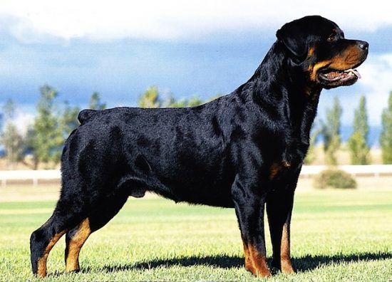 Top 10 dog breeds with the shortest lifespan