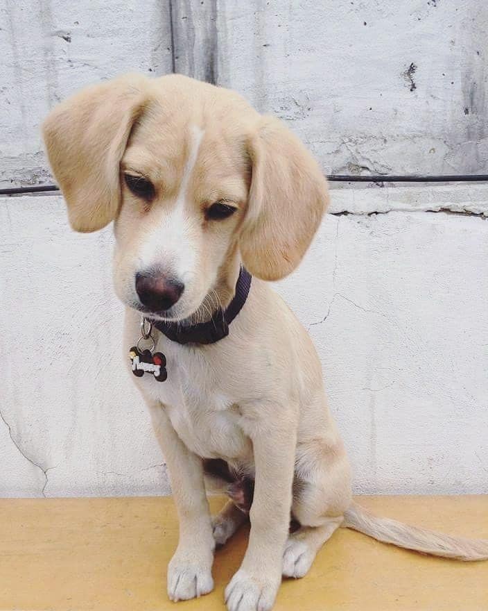 Lab beagle mix facts