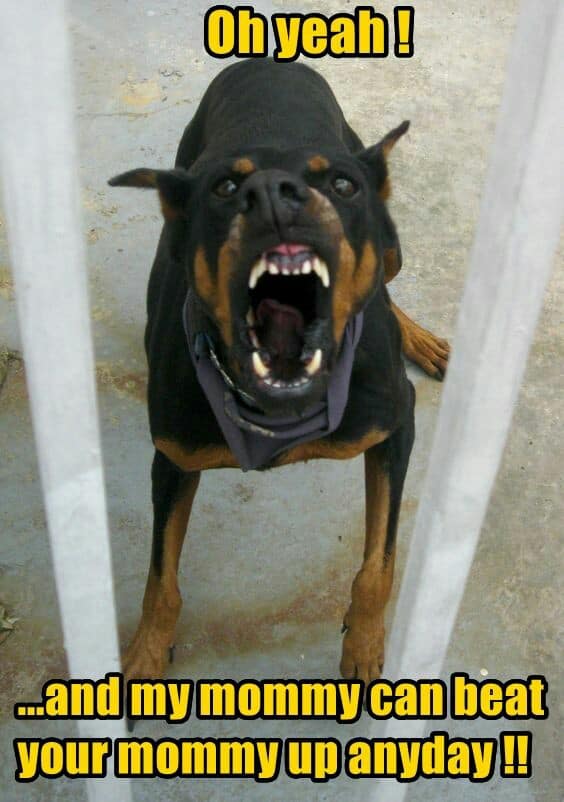 Angry dog meme - oh yeah!... And my mommy can beat your mommy up anyday!!