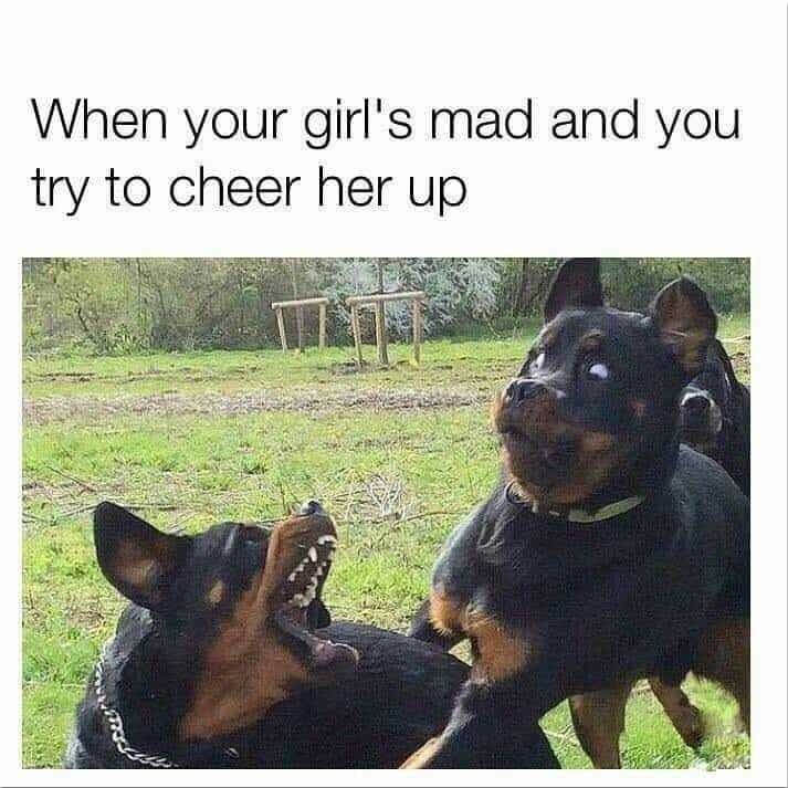 Angry Dog Meme - When your girl's mad and you try to cheer her up