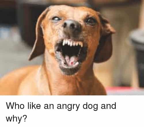 Angry dog meme - who like an angry dog and why?