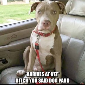 50+ Best Pitbull Memes