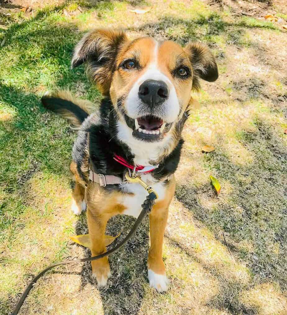 Beagle border collie mix