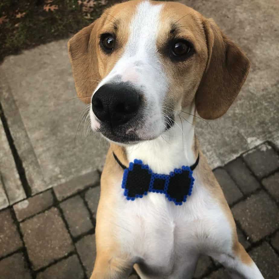 Beagle Hound Mix