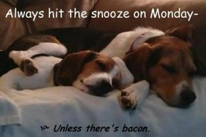 Beagle meme always hit the snooze on monday unless theres bacon. 1 300x200 1