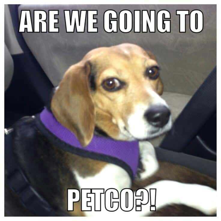 Beagle meme - are we going to petco!