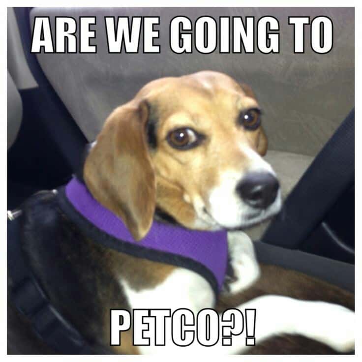 Beagle Meme - Are we going to Petco!