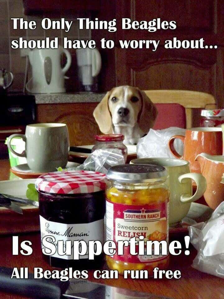 Beagle Meme - The awkward moment when your brother from another mother photobombs you.