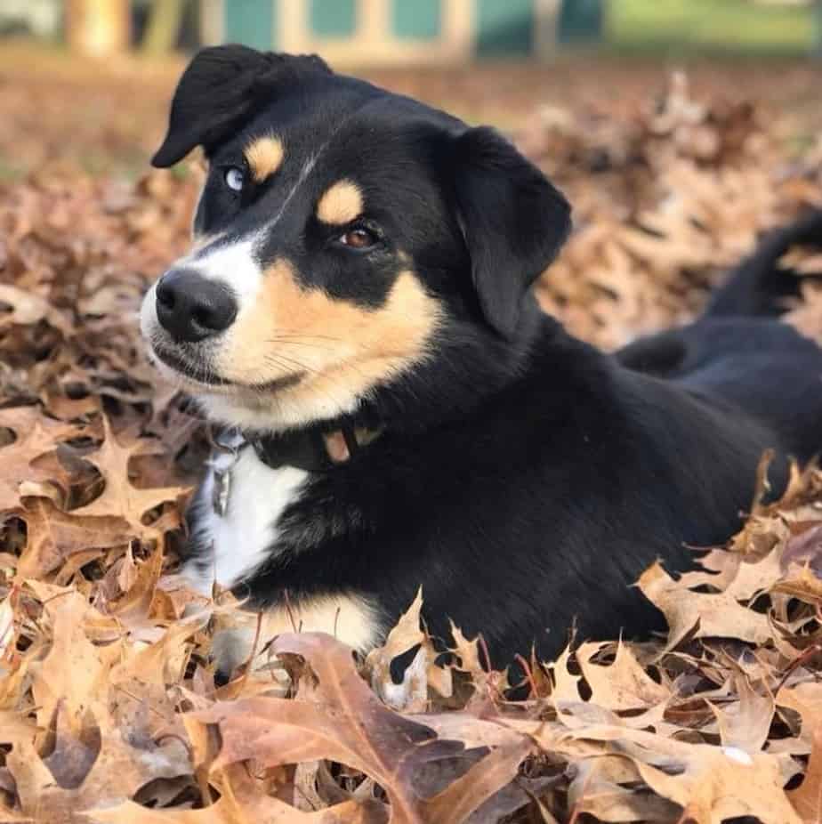 Bernese Mountain Dog Husky Mix