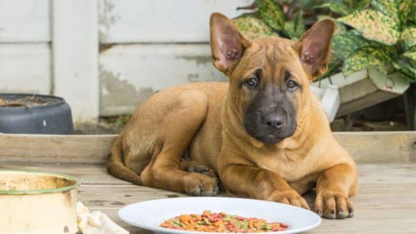 Best canned dog food brands reviewed by veterinarians