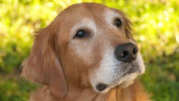 Best dog food for golden retrievers the ultimate showdown