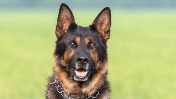 Best Dog Food for German Shepherds (1)