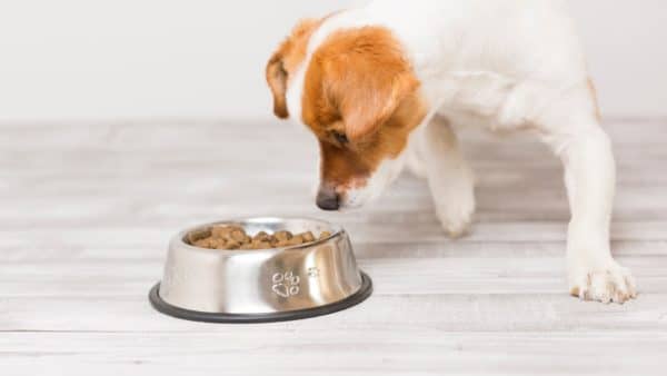Best dry dog food an in-depth review