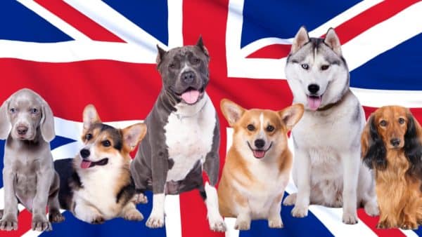 Best uk dog food brands a review