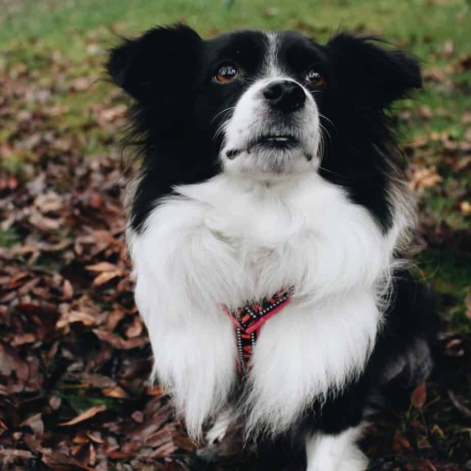 Border collie papillon mix