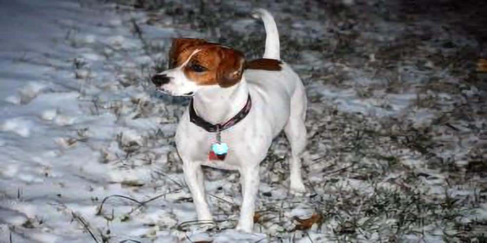 44+ Beagle Mix Breeds