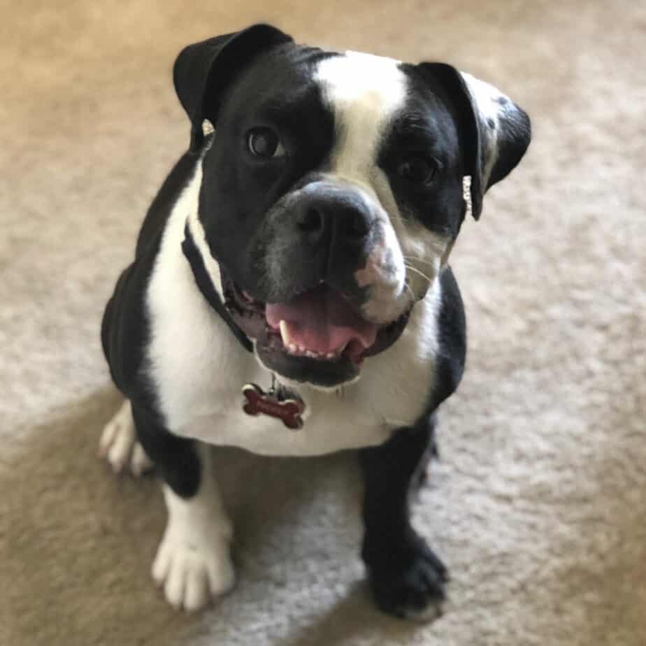 Boxer boston terrier mix