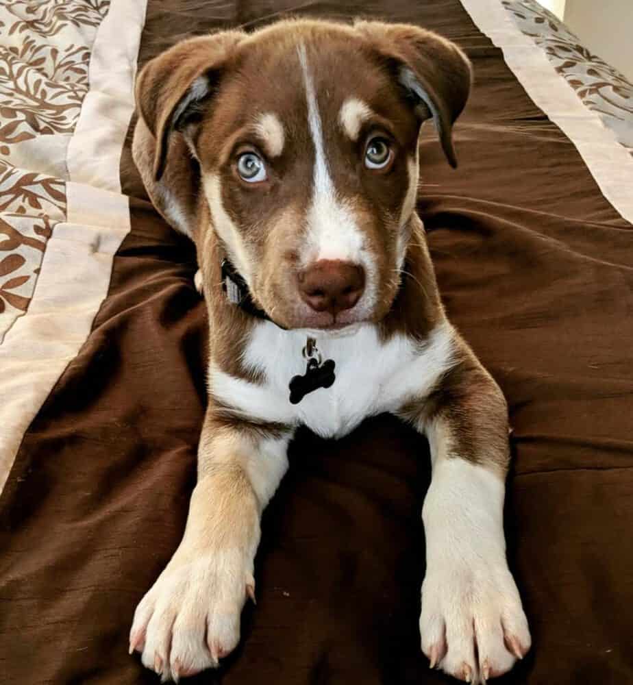 Boxer Husky Mix = Busky