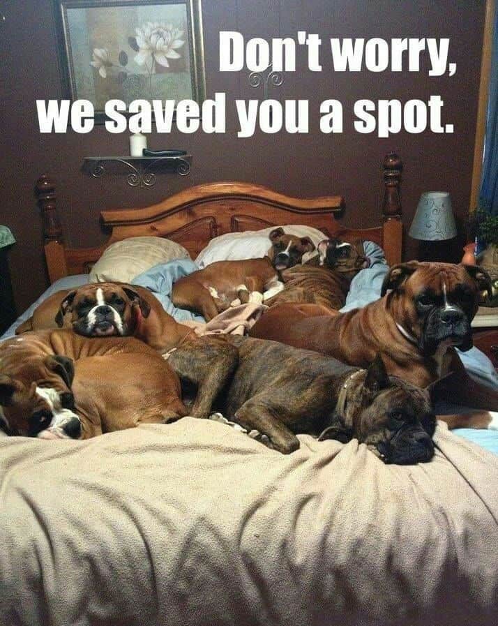 Boxer meme - don't worry, we saved you a spot.