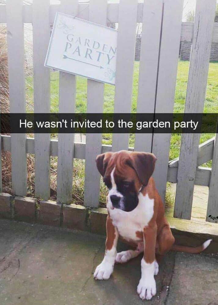 Boxer meme - he wasn't invited to the garden party