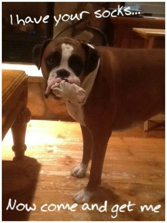 Boxer meme - i have your socks... Now come and get me