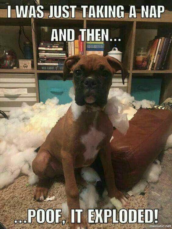 Boxer meme - i notice you have cheese... I also enjoy cheese.