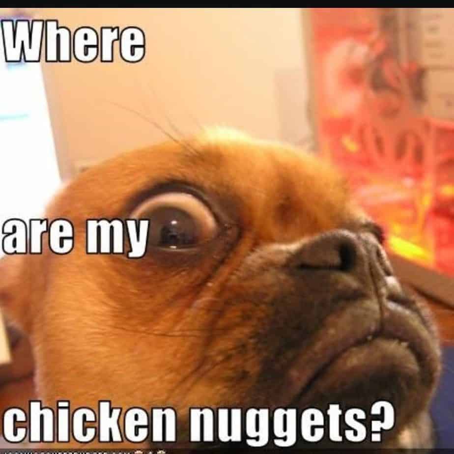 Boxer meme - where are my chicken nuggets