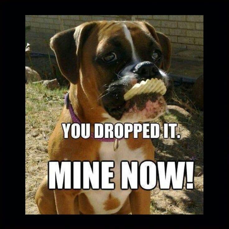 Boxer meme - you dropped it. Mine now!