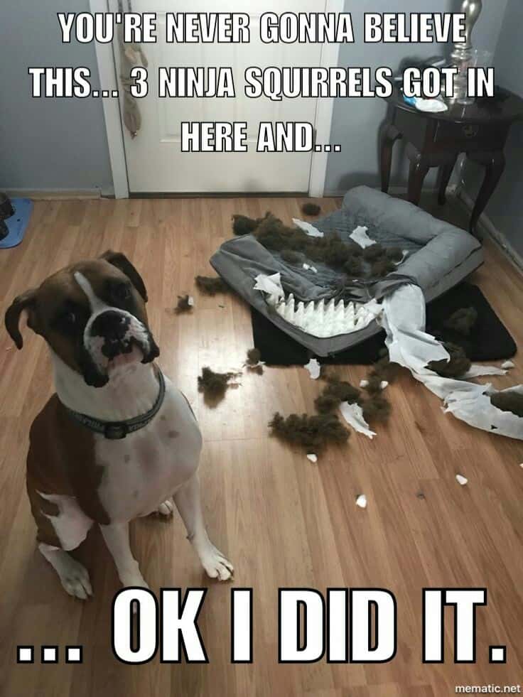Boxer meme - you're never gonna believe this... 3 ninja squirrels got in here and ok i did it.