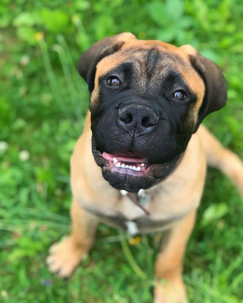 Corgi boxer mix