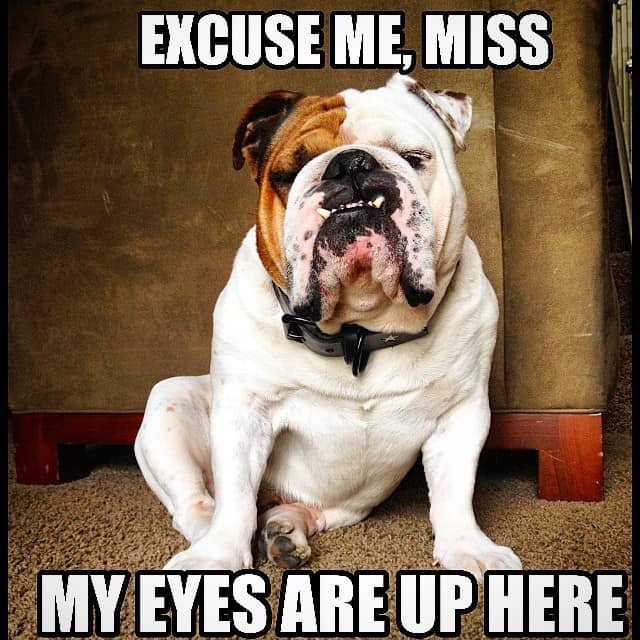 Bulldog meme - excuse me, miss my eyes are up here