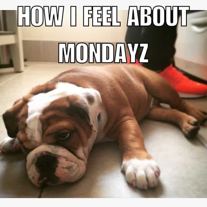 Bulldog Meme - How I feel about Mondayz