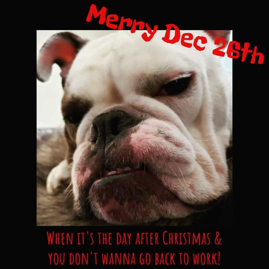 Bulldog meme - merry dec 26th. When it's the day after christmas and you don't wanna go back to work!