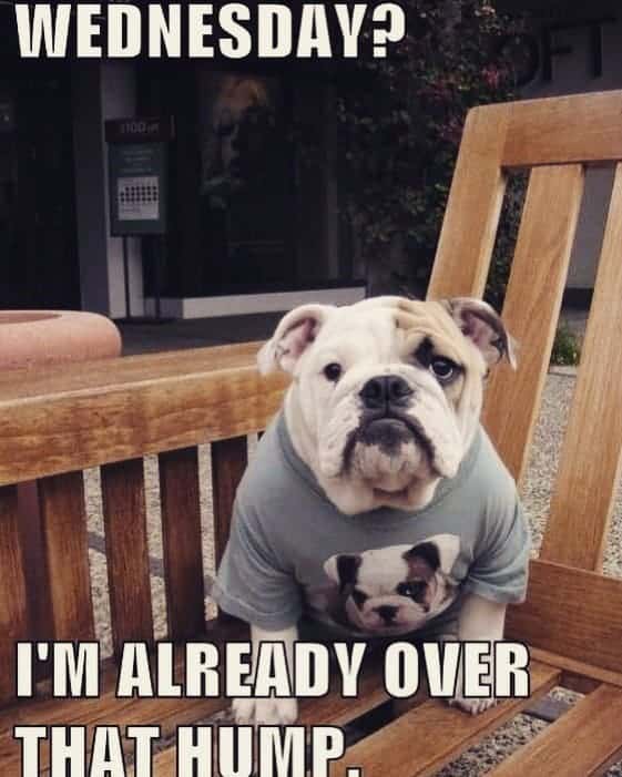 Bulldog meme - wednesday. I'm already over that hump.