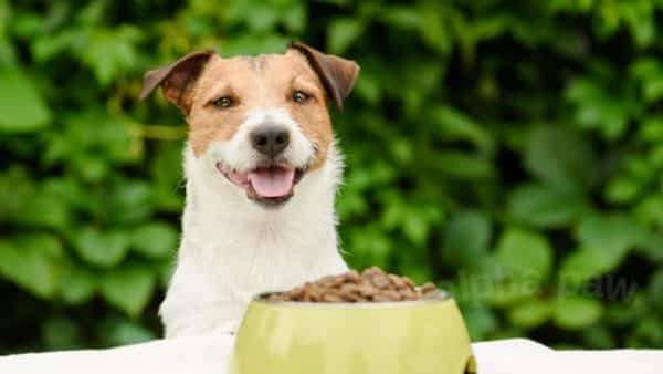 Canadian dog food the breakdown