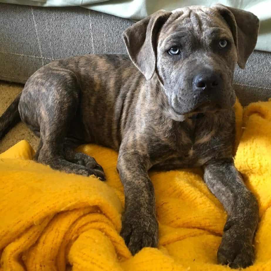 Cane corso pitbull mix