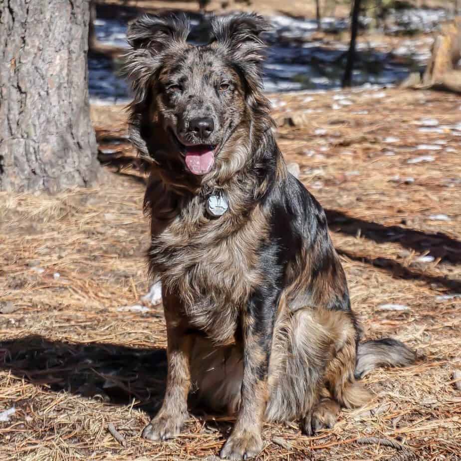 Catahoula golden retriever mix