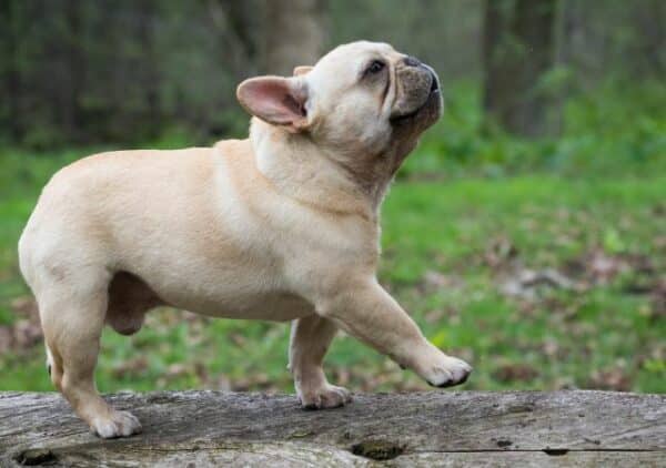 Pug french bulldog facts