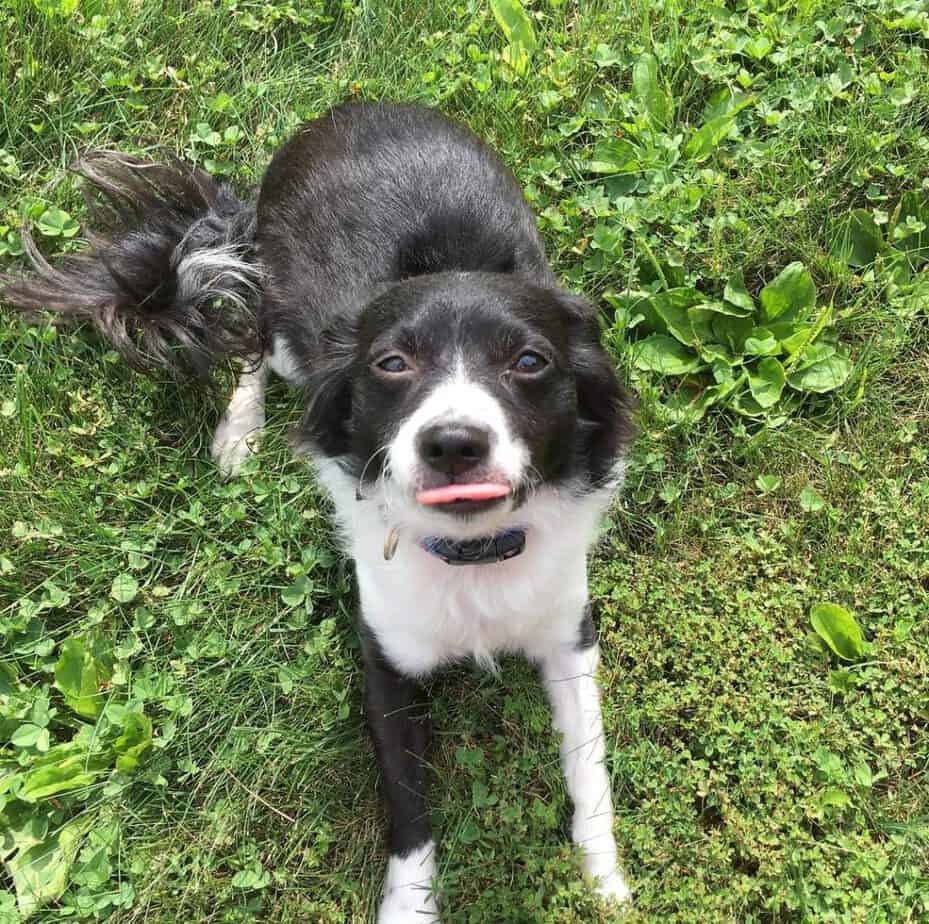 Chihuahua border collie mix