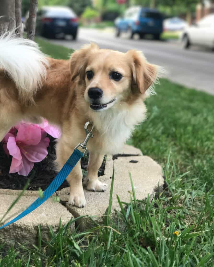 Labrador Golden Retriever Mix